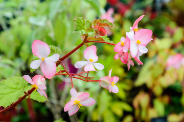 Close up of delicate small pink begonia flowers with fresh green leaves in a pot in a garden in a sunny summer day, perennial flowering plants in the family Begoniaceae,  vivid floral background