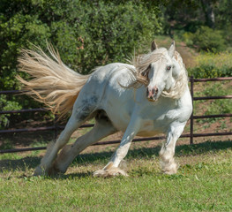 Obraz na płótnie Canvas Gypsy Vanner Horse mare in action running in paddock