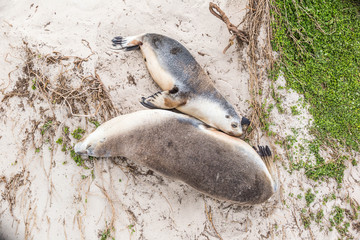 Seelöwenbabys auf Kangaroo Island, Australien