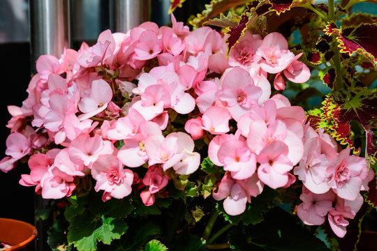 Close up of delicate small pink begonia flowers with fresh green leaves in a pot in a garden in a sunny summer day, perennial flowering plants in the family Begoniaceae,  vivid floral background
