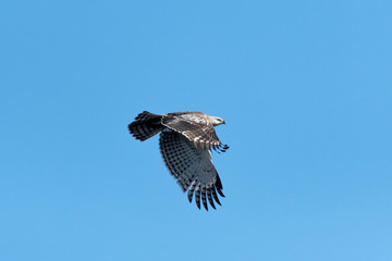 Changeable hawk-eagle or crested hawk-eagle is a large bird of prey species of the family Accipitridae. More informal or antiquated English common names include the marsh hawk-eagle or Indian crested
