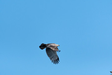 Changeable hawk-eagle or crested hawk-eagle is a large bird of prey species of the family...