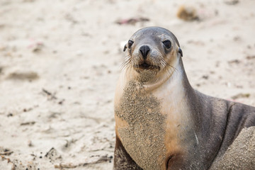 wildes Seelöwenjunges übt sich im Spiel, Kangaroo island, Australien