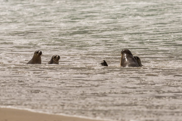 Seelöwenbabys spielen, Australien