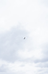 Cielo nublado con pájaro en el centro
