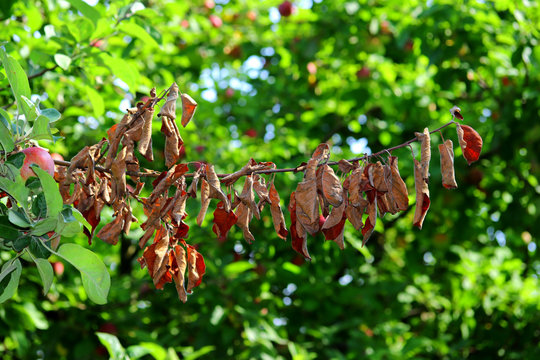 Fire blight, fireblight , apple disease caused by bacteria Erwinia amylovora