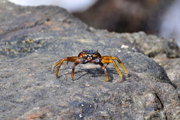 A crab sits on stones on the shore of the Indian Ocean. Close-up photo.