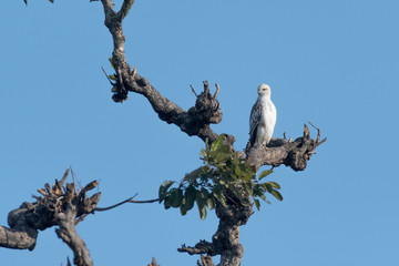 Changeable hawk-eagle or crested hawk-eagle is a large bird of prey species of the family Accipitridae. More informal or antiquated English common names include the marsh hawk-eagle or Indian crested