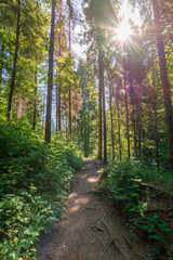 forest trail on the hillside. beautiful nature scenery with beech trees on a sunny day. bright sun through the crown