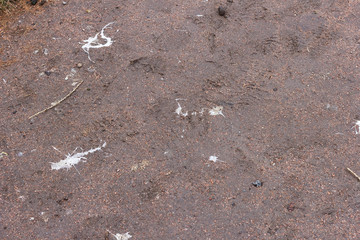bird droppings on the ground dirty strikes splash