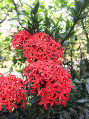 Fototapeta premium Flor roja con fondo de vegetación 