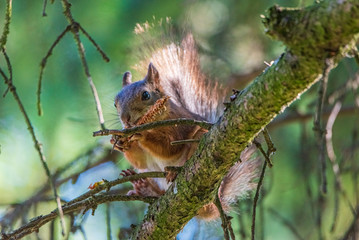 Squirrel on the tree eats. Photographed closeup.