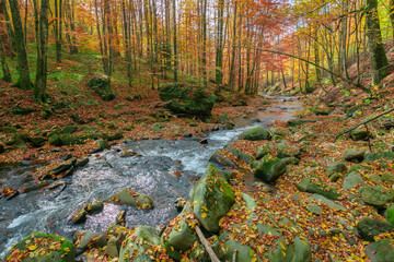 forest river in autumn. rapid water flow among the trees and mossy rocks on a sunny day. foliage in fall colors. beautiful nature scenery