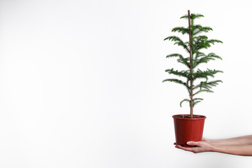 Hand holding pine tree seedling on white background. tree planting concept.