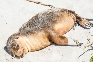 Seelöwen auf Kangaroo Island, Sealbay, Australien