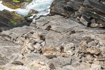 Seehund-Kolonoie auf Kangaroo Island, Australien