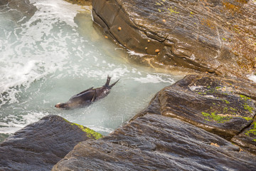 Seehund-Kolonoie auf Kangaroo Island, Australien