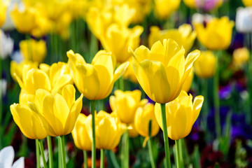 Fototapeta premium Close up of many delicate yellow tulips in full bloom in a sunny spring garden, beautiful outdoor floral background