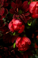 vibrant bouquet of red tulips and daisies