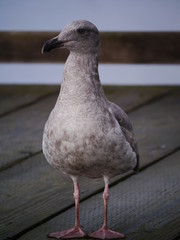 Fototapeta premium seagull