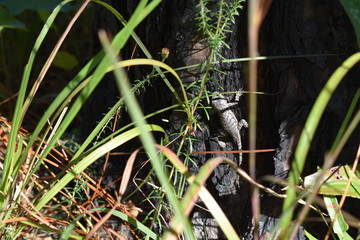 Horny toad