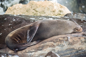 Seehund-Kolonoie auf Kangaroo Island, Australien