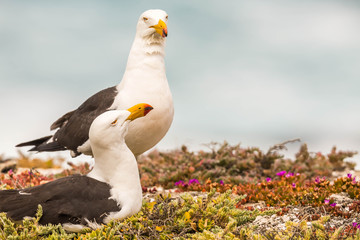 Dickschnabelmöwen paar auf Kangaroo Island, Australien