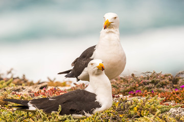 Dickschnabelmöwen paar auf Kangaroo Island, Australien