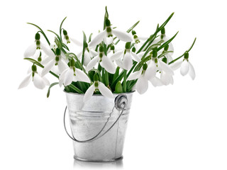 Snowdrops in a decorative metal bucket