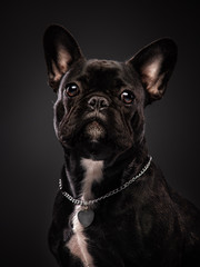 studio portrait of a black french bulldog with a white breast on a black background