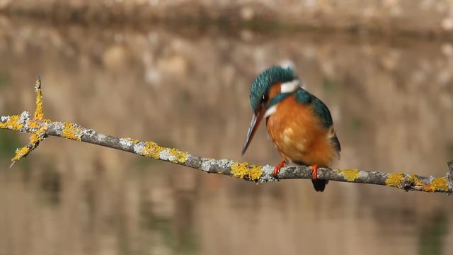 Female of Common kingfisher fishing, Alcedo atthis