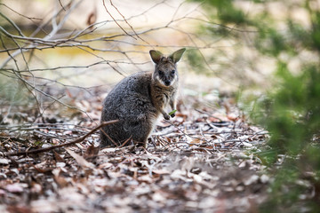 niedliches Känguruh im Flinders Chase Nationalpark, Kangaroo Island, Australien