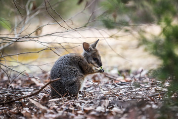 Naklejka na ściany i meble niedliches Känguruh im Flinders Chase Nationalpark, Kangaroo Island, Australien