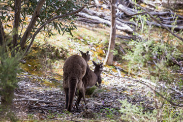 wilde Känguruhs paaren sich (Australien)