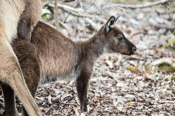 wilde Känguruhs paaren sich (Australien)