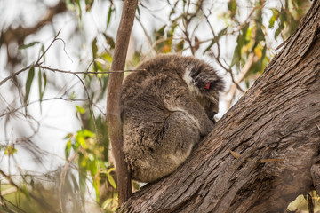 wilder Koala entspannt in Astgabel (Flinders Chase Nationalpark, Australien)