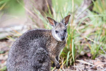 wildes Wallaby auf Kangaroo Island, Australien
