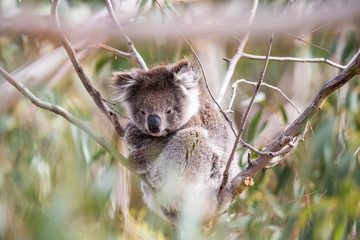 wilder Koala entspannt in Astgabel (Flinders Chase Nationalpark, Australien)