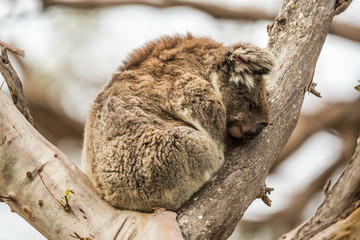 wilder Koala entspannt in Astgabel (Flinders Chase Nationalpark, Australien)