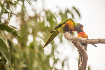 wilder Lori in Australien