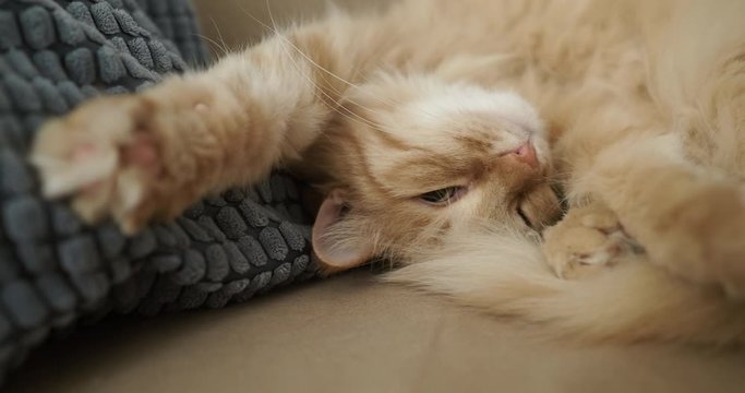 Cute ginger cat is sleeping on beige couch. Fluffy pet is comfortably settled for nap. Cozy home.