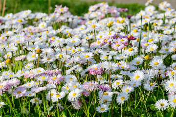Side view of large group of Daisies or Bellis perennis white and pink flowers in direct sunlight, in a sunny spring garden, beautiful outdoor floral background © Cristina Ionescu