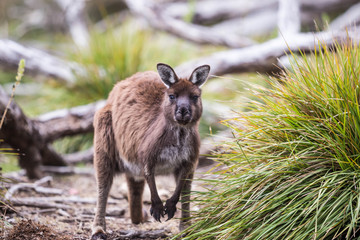 wilde Känguruhs auf Kangaroo Island, Australien