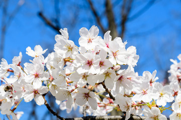Close up of a branch with white cherry tree flowers in full bloom with blurred background in a garden in a sunny spring day, beautiful Japanese cherry blossoms floral background, sakura