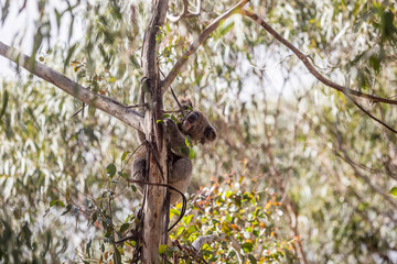 wilder Koala entspannt in Astgabel (Flinders Chase Nationalpark, Australien)