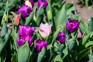 Close up of two delicate purple tulips in full bloom in a sunny spring garden, beautiful  outdoor floral background
