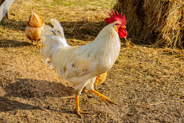 rooster in the garden on a farm - free breeding