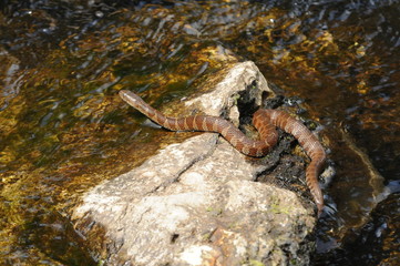 water snake