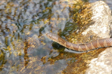 water snake
