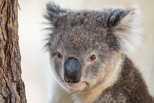 wilder Koala entspannt in Astgabel (Flinders Chase Nationalpark, Australien)